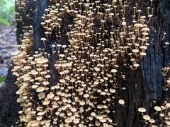 Fungi