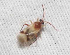 Ceratocapsini