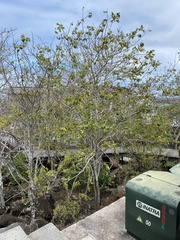 Piscidia carthagenensis