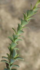 Osteospermum polygaloides polygaloides