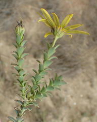 Osteospermum polygaloides polygaloides