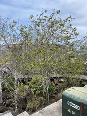 Piscidia carthagenensis