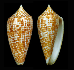 Conus armadillo