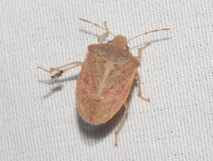 Thyanta pallidovirens