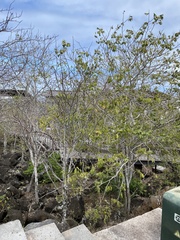 Piscidia carthagenensis