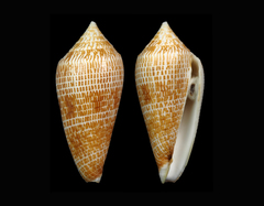 Conus armadillo