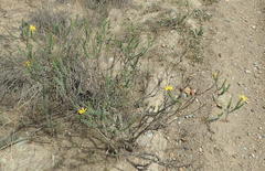 Osteospermum polygaloides polygaloides
