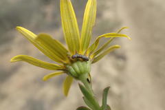 Osteospermum polygaloides polygaloides