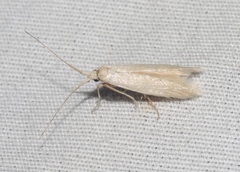 Coleophora klimeschiella