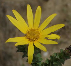 Osteospermum polygaloides polygaloides