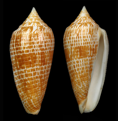 Conus armadillo