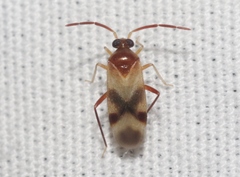 Ceratocapsini