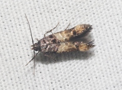 Walshia miscecolorella