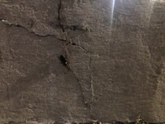 Periplaneta fuliginosa