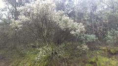 Arctostaphylos viscida