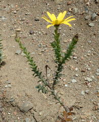 Osteospermum polygaloides polygaloides