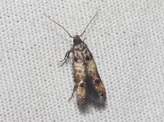 Walshia miscecolorella