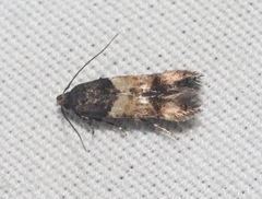 Walshia miscecolorella