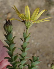 Osteospermum polygaloides polygaloides