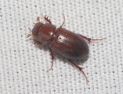 Cinacanthus militaris