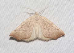 Pherne subpunctata