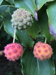 Cornus kousa