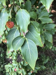 Cornus kousa