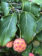 Cornus kousa