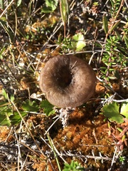 Arrhenia sphagnicola