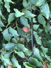 Cornus kousa