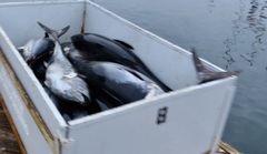 Thunnus