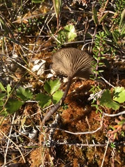 Arrhenia sphagnicola