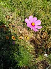Cosmos bipinnatus