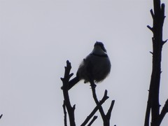 Apalis thoracica claudei