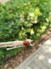 Coccinella septempunctata