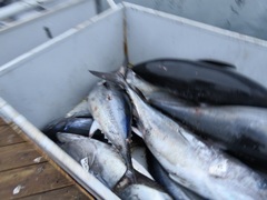 Thunnus