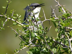 Apalis thoracica claudei
