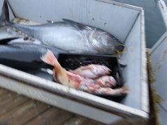 Thunnus