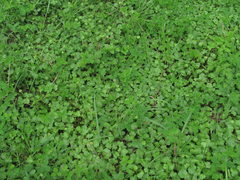 Hydrocotyle ramiflora