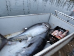 Thunnus