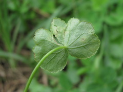 Hydrocotyle ramiflora