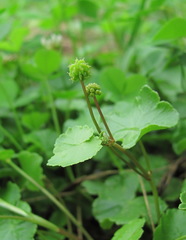 Hydrocotyle ramiflora