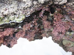 Corynactis australis