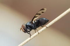 Herina lugubris