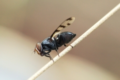 Herina lugubris