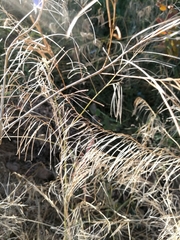 Sisymbrium heteromallum