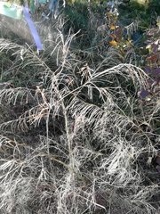 Sisymbrium heteromallum