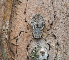 Herennia multipuncta