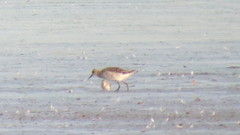 Calidris ferruginea