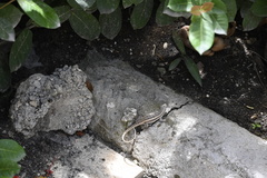 Leiocephalus personatus